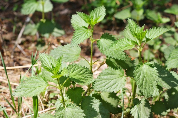 Nettle Plant 1