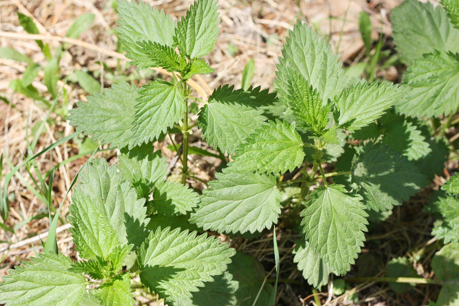 Foraging Nettles | Eat & Edit