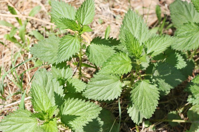 Nettle Plant 2