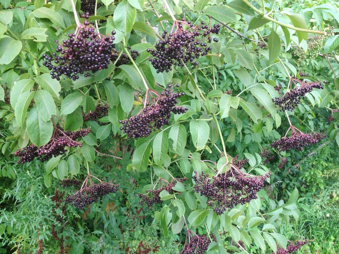 Elderberry Bush 1